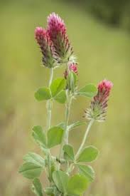 Image result for Trifolium incarnatum
