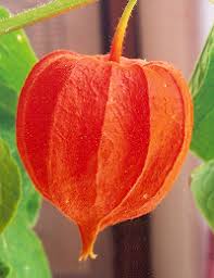 Attēlu rezultāti vaicājumam “Physalis alkekengi”