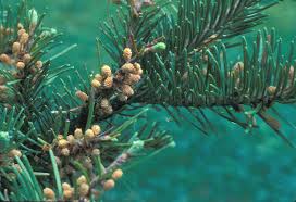 Attēlu rezultāti vaicājumam “Abies balsamea”