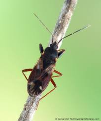 Attēlu rezultāti vaicājumam “Eremocoris plebejus”