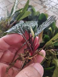 Risultati immagini per bucephalandra pinoh red stem