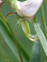 Attēlu rezultāti vaicājumam “Lathyrus sylvestris leaf”