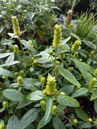 Attēlu rezultāti vaicājumam “Prunella vulgaris leaf”