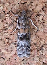 Attēlu rezultāti vaicājumam “Dioryctria abietella”