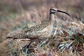 Image result for Numenius hudsonicus