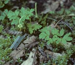 Attēlu rezultāti vaicājumam “Adoxa moschatellina”
