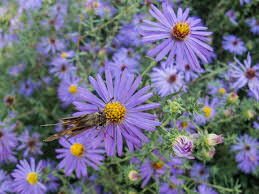 Attēlu rezultāti vaicājumam “Symphyotrichum x salignum”