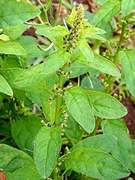 Attēlu rezultāti vaicājumam “Chenopodium polyspermum fruit”