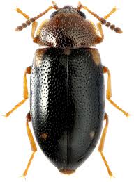 Attēlu rezultāti vaicājumam “Tetratomidae”