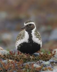 Attēlu rezultāti vaicājumam “Pluvialis apricaria”