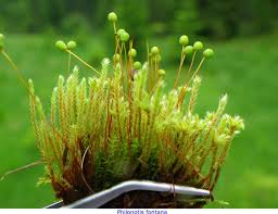 Attēlu rezultāti vaicājumam “Philonotis fontana sporophyte”