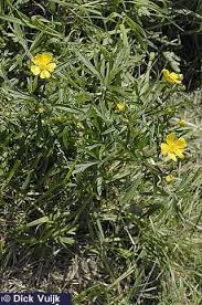 Attēlu rezultāti vaicājumam “Ranunculus acris leaf”