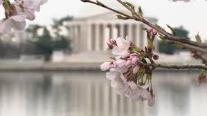 Image result for "cherry blossom" washington