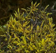 Attēlu rezultāti vaicājumam “Palustriella falcata”