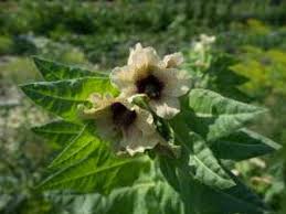 Attēlu rezultāti vaicājumam “Hyoscyamus niger”