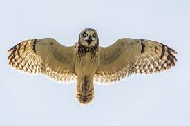 Attēlu rezultāti vaicājumam “Asio flammeus”