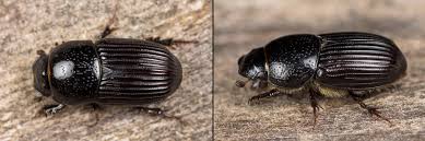 Attēlu rezultāti vaicājumam “Aphodius subterraneus”