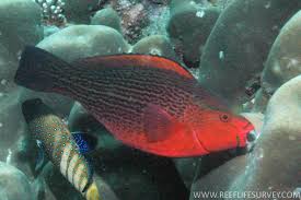 Image result for Scarus niger