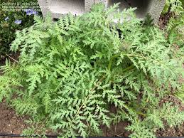 Attēlu rezultāti vaicājumam “Phacelia tanacetifolia leaf”
