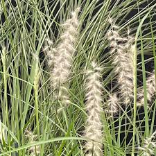 Attēlu rezultāti vaicājumam “Corynephorus canescens flower”
