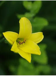 Attēlu rezultāti vaicājumam “Leucojum vernum var. carpathicum flower”