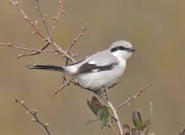 Attēlu rezultāti vaicājumam “Lanius excubitor adult”