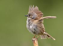 Attēlu rezultāti vaicājumam “Prunella modularis adult”