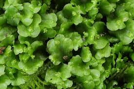 Attēlu rezultāti vaicājumam “Pellia”