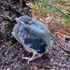 Image result for Hesperiphona vespertina