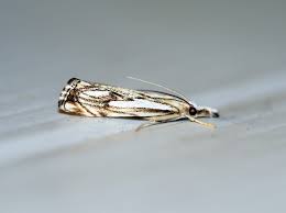 Attēlu rezultāti vaicājumam “Catoptria verellus”