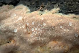 Attēlu rezultāti vaicājumam “Rigidoporus crocatus”