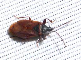 Attēlu rezultāti vaicājumam “Gastrodes grossipes”