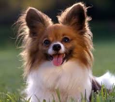 Image result for papillon