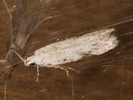 Attēlu rezultāti vaicājumam “Carpatolechia alburnella”