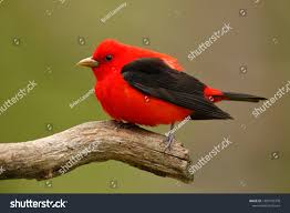 Image result for Piranga olivacea