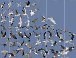 Attēlu rezultāti vaicājumam “Larus canus adult”