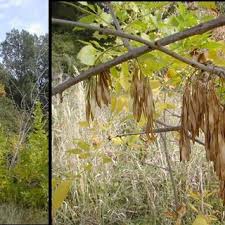 Attēlu rezultāti vaicājumam “Fraxinus pennsylvanica fruit”