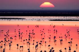 Image result for parque natural de camargue