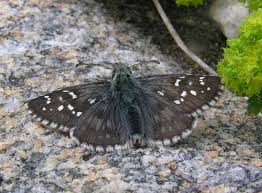 Attēlu rezultāti vaicājumam “Pyrgus serratulae”