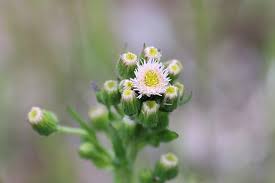 Attēlu rezultāti vaicājumam “Erigeron acris flower”