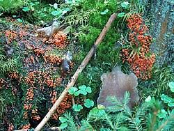 Attēlu rezultāti vaicājumam “Symphytocarpus flaccidus plasmodium”