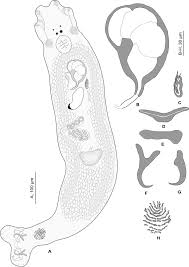 Image result for Mycteroperca rubra