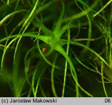 Attēlu rezultāti vaicājumam “Dicranodontium denudatum”