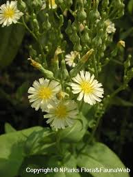 Attēlu rezultāti vaicājumam “Lactuca sativa flower”