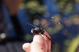 Attēlu rezultāti vaicājumam “Leucorrhinia”