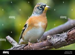 Attēlu rezultāti vaicājumam “Fringilla montifringilla male”