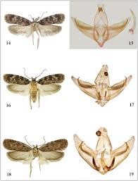 Attēlu rezultāti vaicājumam “Depressaria olerella”