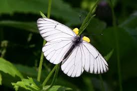 Attēlu rezultāti vaicājumam “Aporia crataegi female”