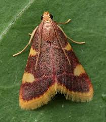 Attēlu rezultāti vaicājumam “Hypsopygia costalis”