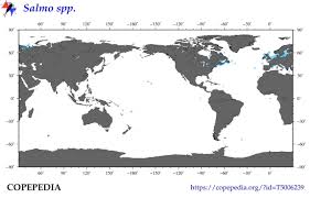 Image result for Salmo zrmanjaensis